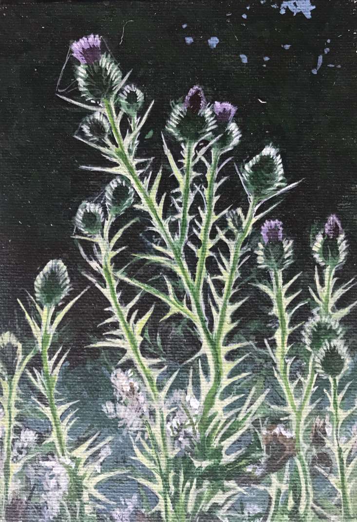 Scotch Thistles